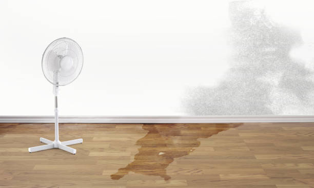 Best Ceiling water damage repair  in Nescopeck, PA